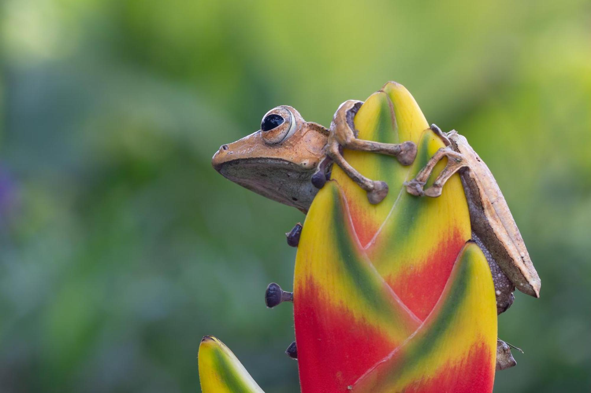 Вилла La Shamana - Ecological Concept In Jungle Кауита Экстерьер фото